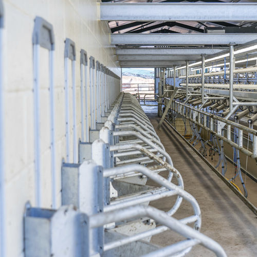 Система идентификации для баранов - ATL - Agricultural Technology Ltd. - для коз / для коров / автоматическая