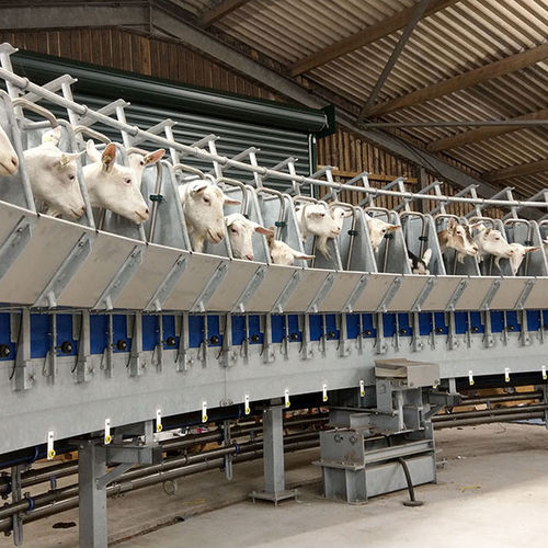 Загрузочная воронка для крупного рогатого скота - ATL - Agricultural Technology Ltd. - из стали / в помещении для дойки