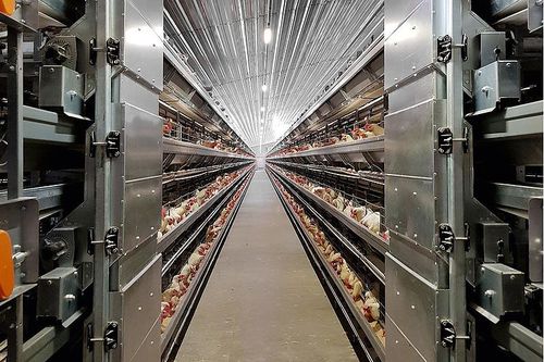 Цепная автоматическая система распределения пищи - FC-V feed cart - Big Dutchman - для домашней птицы