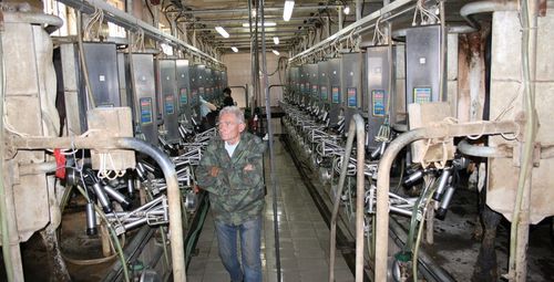 Помещение для дойки для коров - MEH - Bratslav A.L.C. - «в елку»