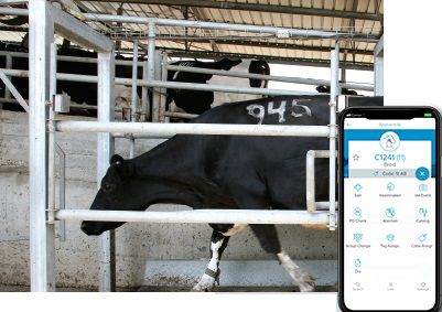 Ворота для сортировки животных для коров - AfiSort - Afimilk - автоматизированный