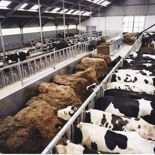 Кормовая решетка для коров - Agricom - стандартная