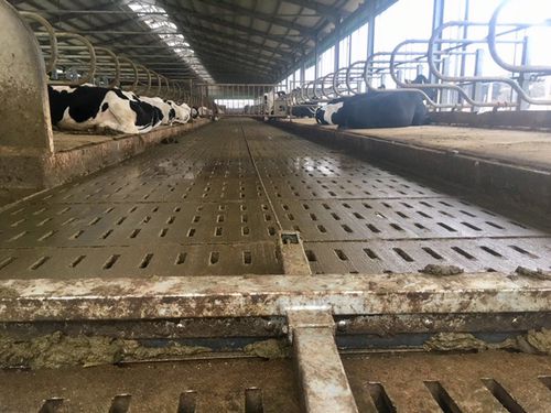 Отвал для навоза с тросом - AGRICOW - роботизированный / V-образный / прямой
