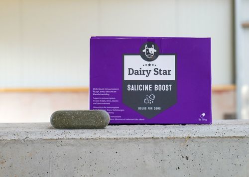 Болюс питание - DairyStar Salicine Boost - AGRIPROM - для крупного рогатого скота / для увеличения сопротивляемости / комфорт коров