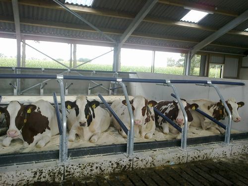 Стойло благополучие крупного рогатого скота - Relaxboard - AGRIPROM - размещение коров / стойло для молочного скота / комфорт при лежании