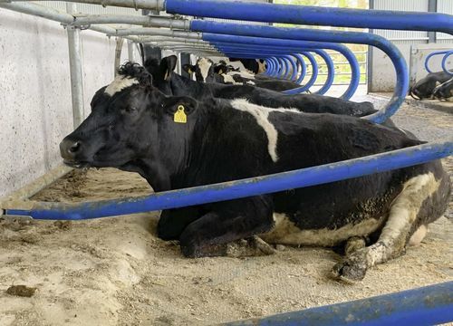 Стойло хлев для молочного скота - Cubicle - AGRIPROM - стойло для крупного рогатого скота / комфорт коров / естественное поведение коров