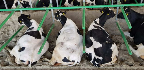 Стойло с изменяемой шириной - Flex Stall - Cow-Welfare - для первотелки / из пластика / гибкое