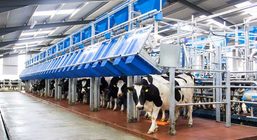 Помещение для дойки для коров - SWIFTFLO FAST EXIT - Dairymaster - сидения рядом / быстрый выход / автоматический контроль входа и выхода