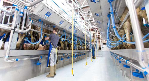Помещение для дойки для коров - SWIFTFLO  - Dairymaster - параллельное / быстрый выход / двойное