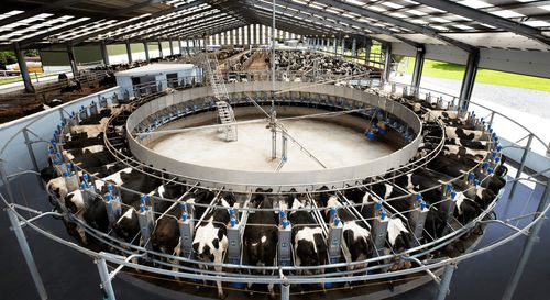 Помещение для дойки для коров - SWIFTFLO REVOLVER - Dairymaster - поворотное