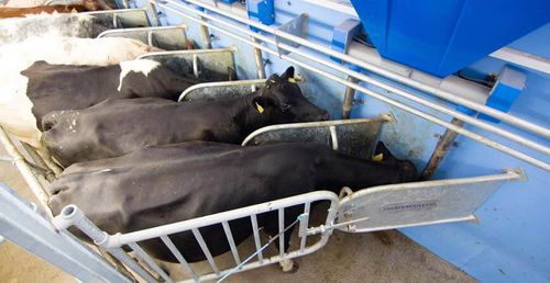 Корыто для крупного рогатого скота - Dairymaster - из нержавеющей стали / настенное крепление / в помещении для дойки