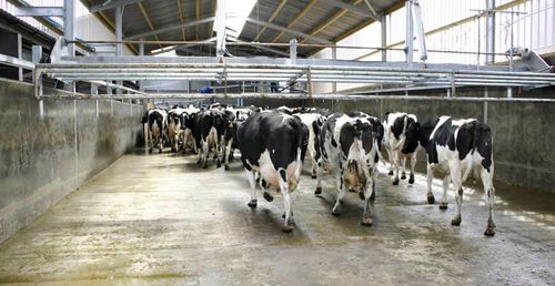 Электрические подгоняющие ворота с электрическим приводом - UP & OVER - Dairymaster