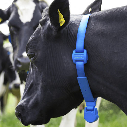 Система наблюдения для коров - MooMonitor+ - Dairymaster - для измерения температуры / состояния здоровья / тепла