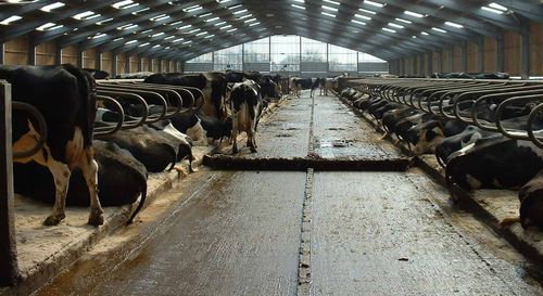 Цепной отвал для навоза - Dairymaster - прямой / автоматический