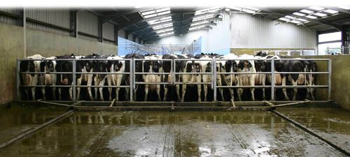 Цепной отвал для навоза - Dairymaster - прямой / с толкающим ограждением