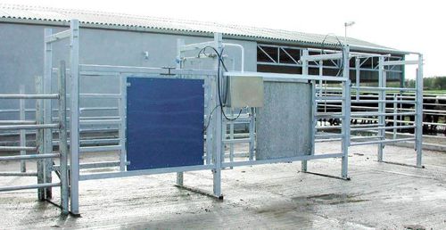 Ворота для сортировки животных для коров - Dairymaster - автоматизированный