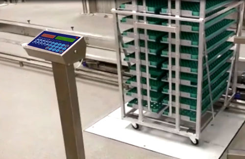 Система взвешивания для домашней птицы - Innovatec Hatchery Automation - цифровая / с платформой