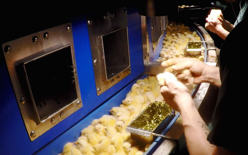 Конвейер для цыплят - Innovatec Hatchery Automation - ленточный / традиционный / для сексирования