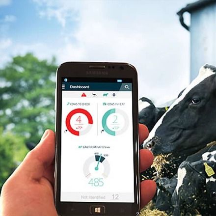 Система наблюдения для коров - HealtyCow 24® - Kurtsan Tarim End. Mak. San. ve Tic. Ltd. Sti. - состояния здоровья / мобильная / в режиме реального времени