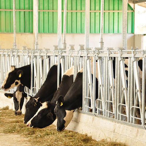 Кормовая решетка для коров - 02 201 050 - LAKTO Dairy Technologies - наклонная