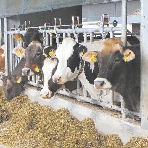 Кормовая решетка для коров - MILKPLAN S.A. - с трубчатой структурой
