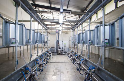 Помещение для дойки для коров - MP Armektron Dynamic - MILKPLAN S.A. - «в елку» / быстрый выход