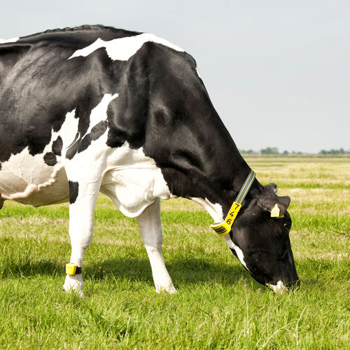 Считыватель идентификационного кода RFID - Nedap Livestock Management