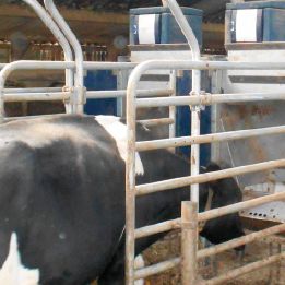 Станция для кормежки для крупного рогатого скота - Nedap Livestock Management - программное обеспечение для управления / с автоматической системой идентификации / программируемая