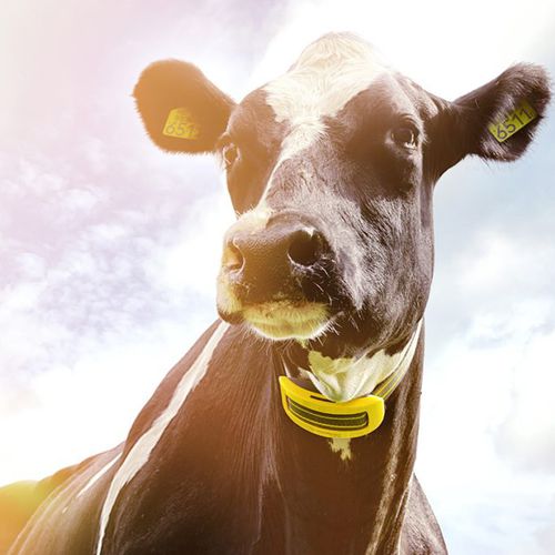 Система наблюдения для коров - COWcontrol ™ - Nedap Livestock Management - состояния здоровья