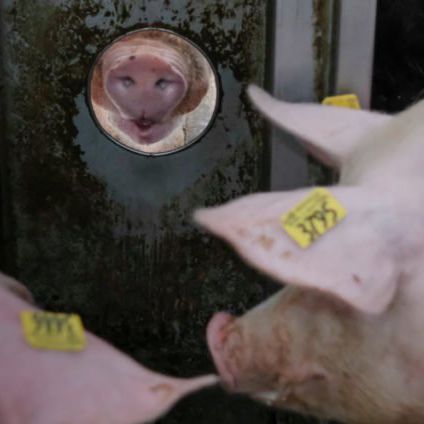 Стационарный считыватель идентификационного кода - Nedap Livestock Management - RFID