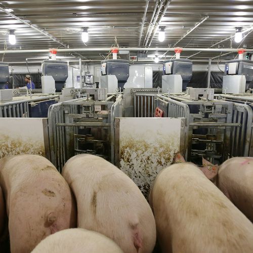 Ворота для сортировки животных для свиней - Nedap Livestock Management - автоматизированный