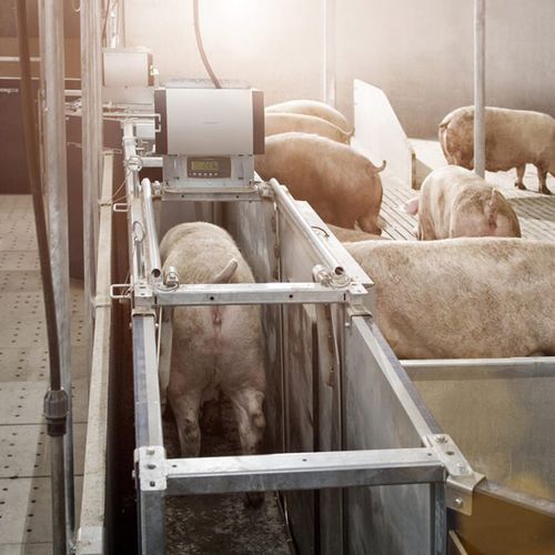 Система наблюдения веса - Nedap Livestock Management