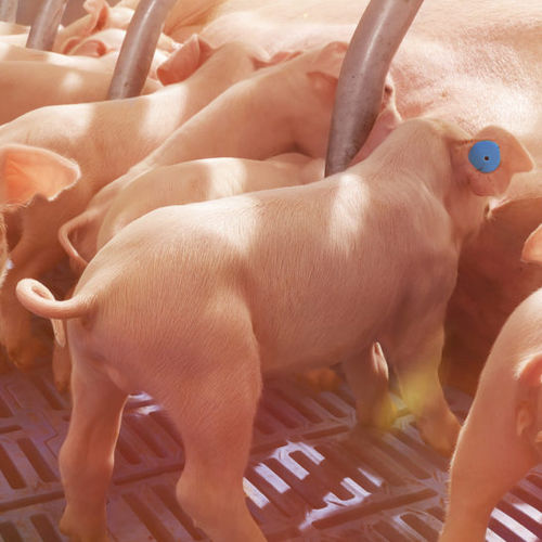 Оборудование для кормления для свинины - Nedap Livestock Management - стационарное