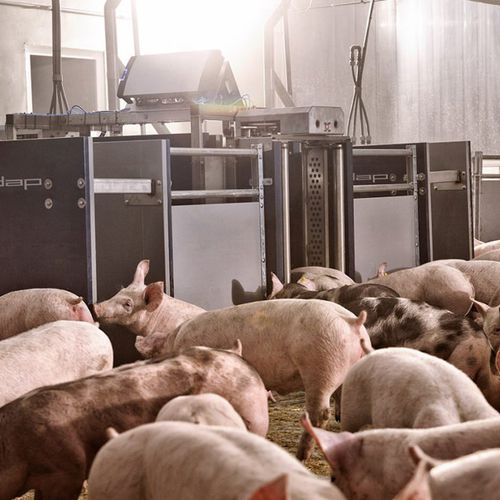 Ворота для сортировки животных для свиней - Nedap Livestock Management - автоматизированный / для ленты с системой обнаружения веса