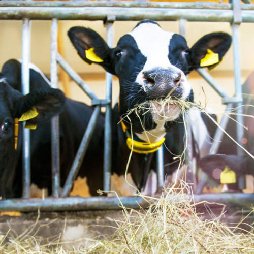 Система наблюдения для коров - Nedap Livestock Management - состояния здоровья