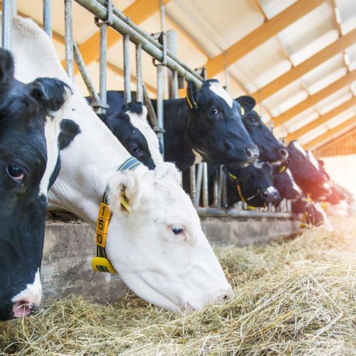 Система наблюдения для коров - Nedap Livestock Management - поведение животных / мобильная