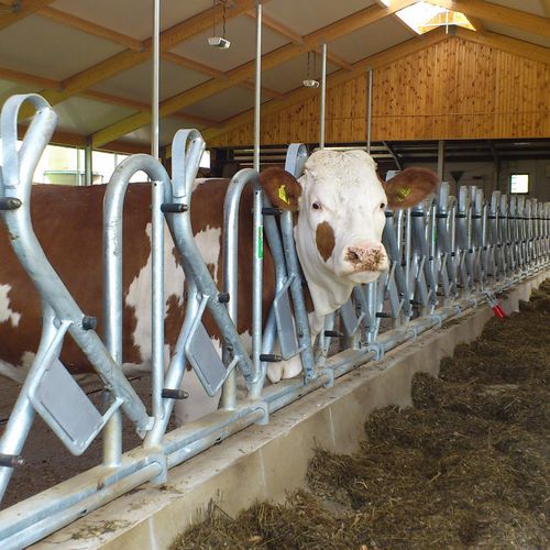 Кормовая решетка для коров - Openline Rubos - Spinder Dairy Housing Concepts - стандартная / самоблокирующаяся / шведская
