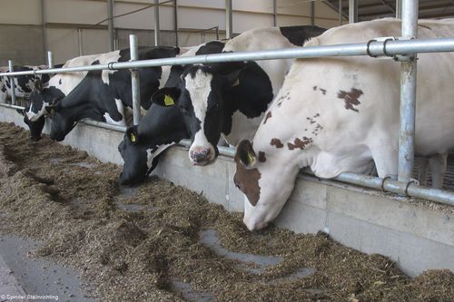 Кормовая решетка для коров - Tubing Feed front - Spinder Dairy Housing Concepts - стандартная / с трубчатой структурой