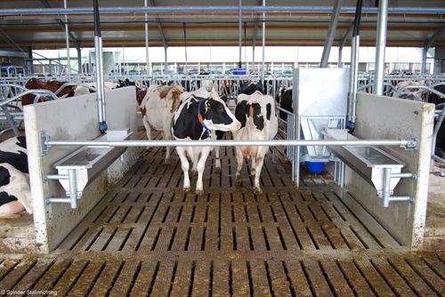 Барьер для домашнего скота - Barrier Gate, Basic/Spring loaded - Spinder Dairy Housing Concepts - для стойла / для коров / из металла