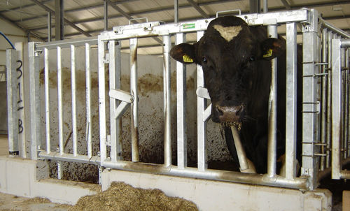 Барьер для домашнего скота - Bull pen - Spinder Dairy Housing Concepts - для стойла / для коров / из металла