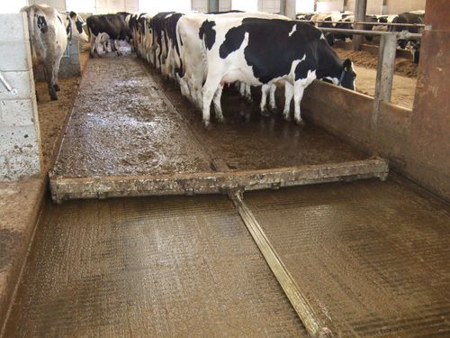 Отвал для навоза со шнуром - CombiScraper Solid floor - Spinder Dairy Housing Concepts - прямой / из каучука / автоматический