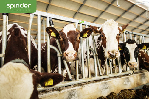 Кормовая решетка для коров - Limoline  - Spinder Dairy Housing Concepts - самоблокирующаяся / с трубчатой структурой / модульная