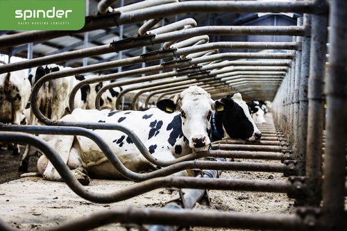 Стойло - Comfort - Spinder Dairy Housing Concepts