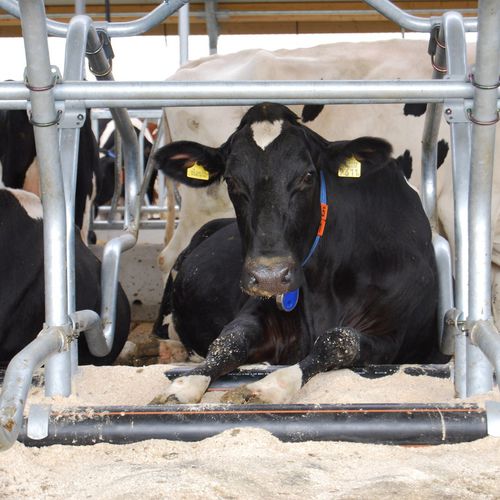 Коленный фиксатор для скота для коров - Knee Retainer - Spinder Dairy Housing Concepts