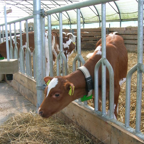Кормовая решетка для коров - Palisadeline  - Spinder Dairy Housing Concepts - для телят / стандартная / с трубчатой структурой