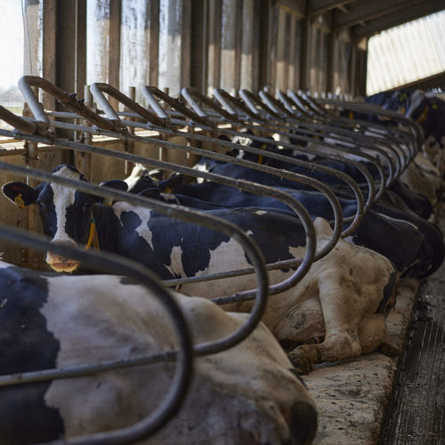 Стойло - Fitbox - Spinder Dairy Housing Concepts