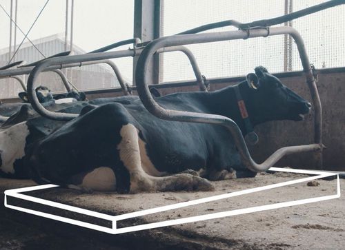 Мат для коров из каучука - Meadow Valley 7.4 x 185cm - Spinder Dairy Housing Concepts - полороновый / из латекса / для стойла