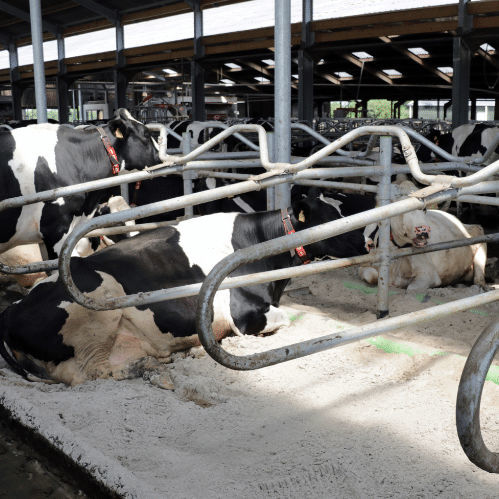 Стойло - Vetvice Sandcubicle - Spinder Dairy Housing Concepts