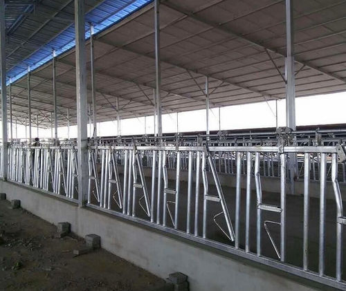 Кормовая решетка для коров - Tai'an Yimeite Machinery Co., Ltd. - самоблокирующаяся / с трубчатой структурой / регулируемая