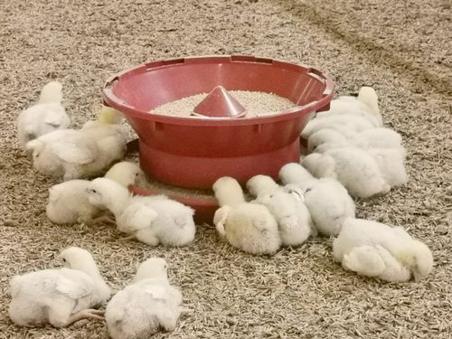 Кормушка для домашней птицы - Spitfeeder - TIGSA - из пластика / мультидоступ / круговая